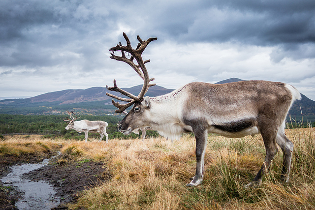 TQW Dec 14 reindeer