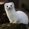 Stoat in its winter coat. Ermine Mustela erminea vigilance wildlife animal mammal carnivore martens weasels short-tail-weasels winter-fur fur white shy stoat Ref: B589_116626_0001595 Compulsory Credit: Mauritius-images/Photoshot *** Local Caption ***